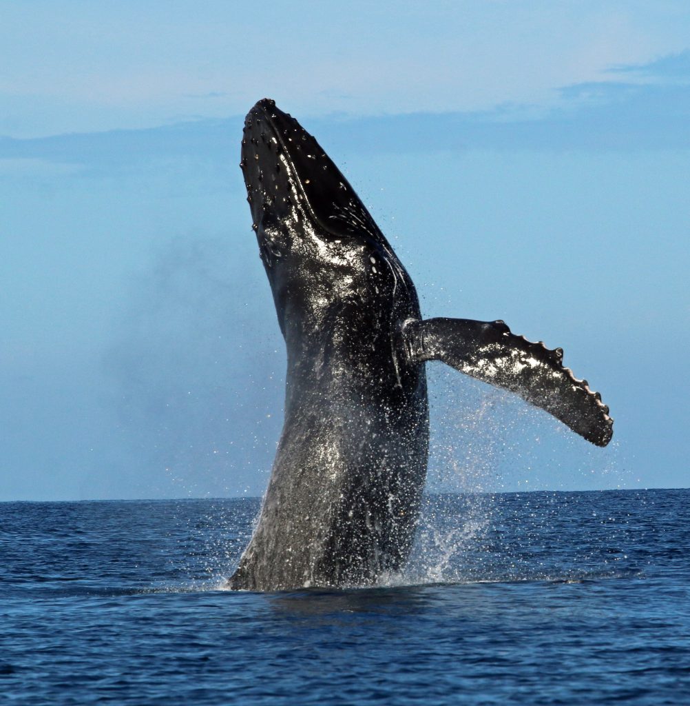 An image of a humpback whale