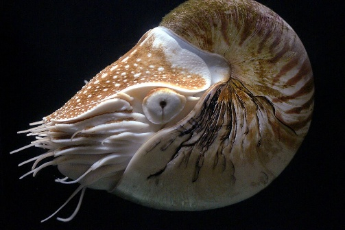 Nautilus pompilius Linneus, 1758.